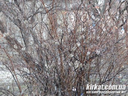 Фото Кировограда. Маскировка))))