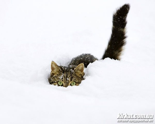 Кот и снег