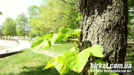 Кировоград Дендропарк (фото)