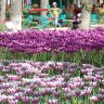 Кировоград Дендропарк (фото) 20