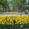 Кировоград Дендропарк (фото) 7