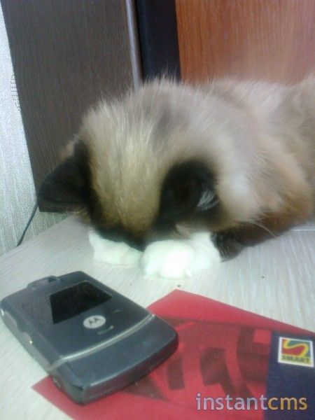 Кот устал ))